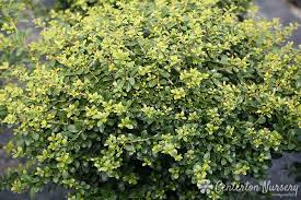 Japanese holly can be grown in sun or shade but winter injury in northern climates will be more severe on plants grown in the sun. Green Luster Japanese Holly