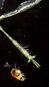 Image result for Acritochaete