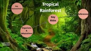 As a result, plants in tropical rainforests have adapted to these conditions by making adjustments in how they grow.the perfect conditions for plant as a result, all living things must learn how to adapt to the challenges of where they live.these are some of the adaptations plants in a tropical rainforest. Tropical Rainforest By Jamie Smith