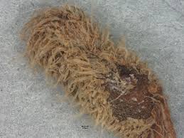 Image result for Marsilea subterranea