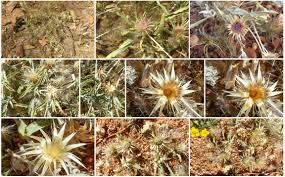 Image result for Dicoma capensis