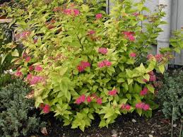 Image result for Spiraea bumalda