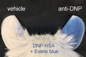 Related evans blue links official page evans blue wiki quote video evans blue twitter evans blue facebook. Hooke Contract Research Passive Cutaneous Anaphylaxis Pca