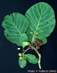 Image result for Mitragyna stipulosa