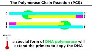 Recently developed techniques for modifying genes are often called gene editing. genetic modification can be applied in two very different ways. Biotechnology Genetic Modification Cloning Stem Cells And Beyond Youtube