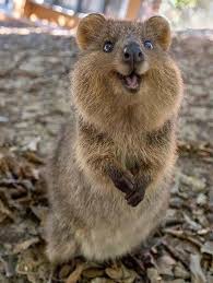 Thank You Quokka Very Cool Cute Funny Animals Happy Animals Cute Animals