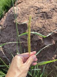 Image result for Setaria sphacelata