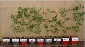 Most people i know who grow tomatoes tend to start them off either inside on a windowsill or in a greenhouse and then replant them outside as they get. Tomato Plants Cv Gondola Grown In 2 3 L Pots Containing Antumapu Soil Download Scientific Diagram