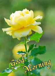 Happy sunday morning quotes for friends. Happy Sunday Good Morning Images For Whatsapp Good Morning Images For Whatsapp Good Morning Images Mixing Images