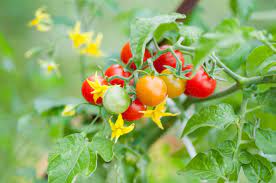 As a tomato plant ages, it must begin the process of reproduction, and so flowers begin to form. June Chores For Home Gardeners The San Diego Union Tribune