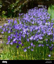 Image result for Brachystegia torrei