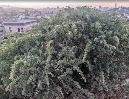 Image result for Atriplex