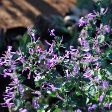Image result for Hypoestes aristata