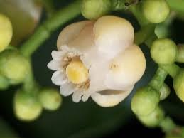 Image result for Khaya grandifoliola