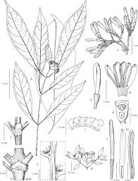 Image result for Tarenna sp. 53