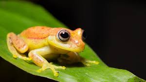 Many animals are now extinct. Recently Extinct Animals And Causes Iberdrola