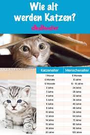 wie alt werden katzen fakten und lebenserwartung bei katzen wie alt werden katzen katzen fakten katzen geburtstag