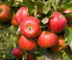 Many compare their taste to honey, and can be eaten fresh or baked into desserts. Fruit Trees Fruit Tree Nursery Turkey