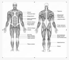 The human body is an amazing machine. Well Labelled Diagram Of A Tilapia Fish Png Image Transparent Png Free Download On Seekpng