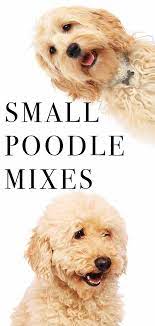 Small Poodle Mixes Top Ten Cute Curly Cross Breeds Small Poodle Poodle Mix Doodle Dog Breeds