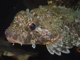 Image result for Scorodophloeus