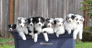 Husky australian shepherd mixes 🐕 are adorable, but are they the perfect dog for you? Australian Shepherd Breeders