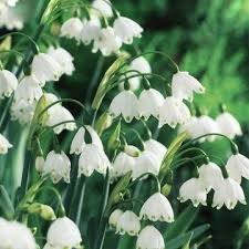 Leucojum Aestivum 5 Bulbs Bulb Flowers Spring Flowering Bulbs Perennial Bulbs