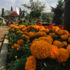 Mau ke taman bunganya, boleh. Perlu Bunga Di Bandung Yuk Ke 8 Taman Bunga Dan Florist Ini