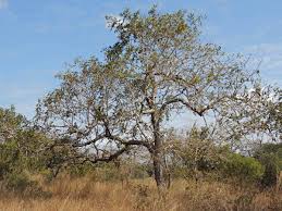 Image result for Xeroderris stuhlmannii