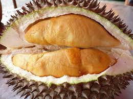 Alhamdulillah kita mendapat durian durian musangking: Jual Bibit Durian Udang Merah Durian Anghe Termurah Kartani Co Id