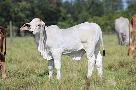 Cattle owners adam, 33, and emily hopson, 32, have raised adorable calf james inside their home with their dogs who he cannot resist licking. Brahman Calves For Sale In Florida And Texas Buy Brahman Calves Moreno Ranches