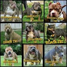 8 best american bully images pitbull terrier bully dog