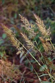 Image result for Melinis minutiflora