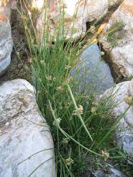 Image result for Cyperus laevigatus