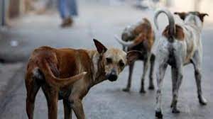 कानपुर के इस इलाके में फैला खतरनाक वायरस, कुत्तों की हो रही मौत! - Uttar  Pradesh AajTak