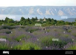 Lavender Field On Island Hvar In Croatia With A View On A Peljesac Peninsula Stock Photo Alamy