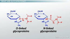 What Are Glycoproteins Definition Functions Examples