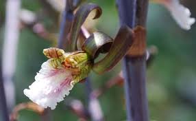 Image result for Eulophia petersii