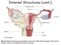 No need to register, buy now! Chapter 4 Female Sexual Anatomy Physiology Genital Selfexam