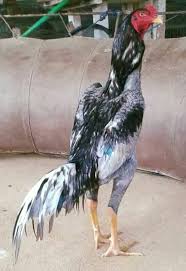 Pin En Aves