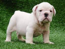 Pin By English Bulldog Webstore On I Want A Puppy English Bull Terrier Puppy English Bulldog Puppies Cute Baby Animals