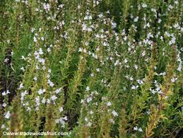 Image result for Satureja