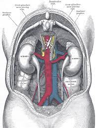 Each kidney is about 4 or 5 inches long, roughly the size of a large fist. The Urinary Organs Human Anatomy