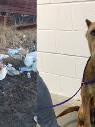 A second chance von nancy silvers bei thalia entdecken Dog Rescued After Being Found Curled Up On Pile Of Trash To Keep Warm In Kansas Wset