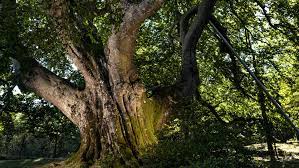 Check spelling or type a new query. Voici L Arbre Prefere Des Francais Quel Sera L Elu Europeen