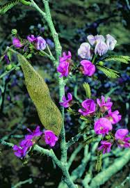 Image result for Millettia dura