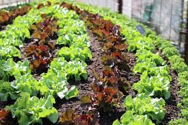 Nach der pflanzung bilden sich die blattrosetten. Pflucksalat Richtig Ernten Aber Wie Anleitung Gartenlexikon De