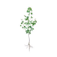 Image result for Oxalis barrelieri