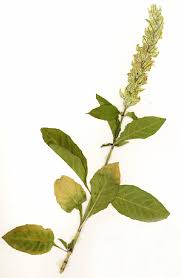 Image result for Justicia betonica