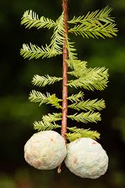 Image result for Taxodium